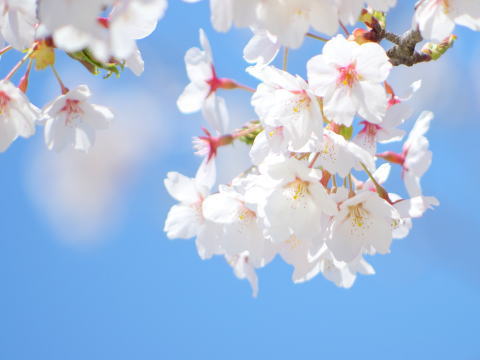 桜 新年度始まりました!