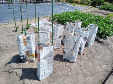 畑 新聞紙で作ったあんどん