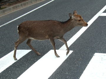 鹿の横断