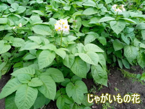 じゃがいもの花