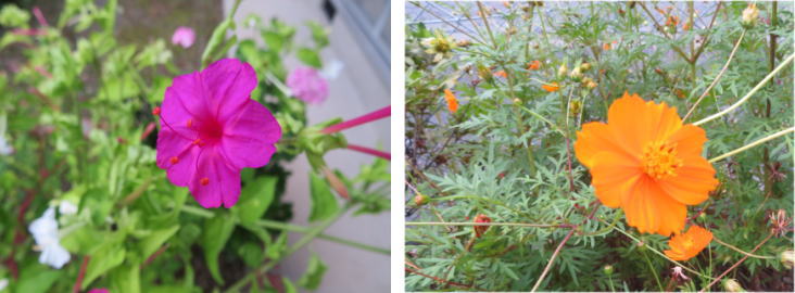 花 コスモス
