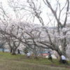 安佐北区 三田 空手教室 桜