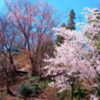 広島 桜 満開