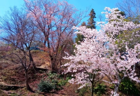 満開の桜
